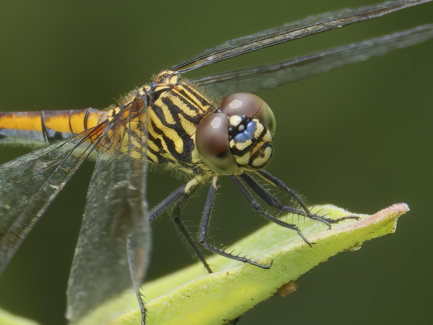 Seaside Dragonlet, female